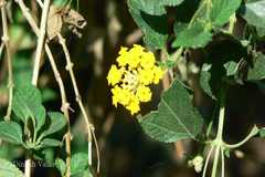 Lantana camara var. aculeata
